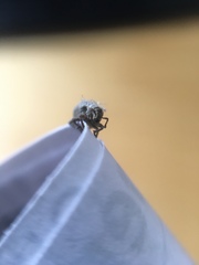 Pseudocneorhinus obesus