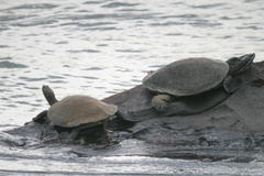 Phrynops williamsi