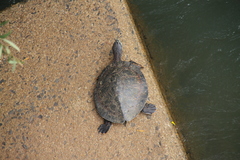 Phrynops williamsi