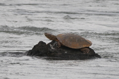 Phrynops williamsi