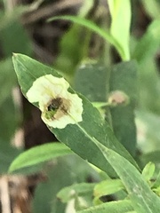 Calycomyza promissa