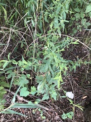 Calycomyza promissa