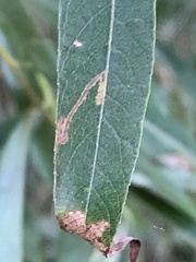 Stigmella salicis