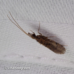 Annulipalpia