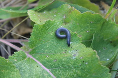 Rossiulus kessleri