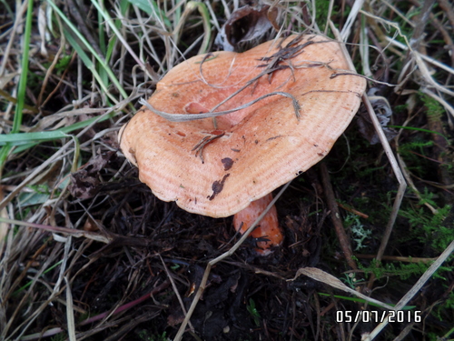 Salmon milkcap