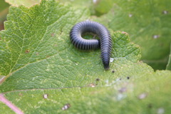 Rossiulus kessleri