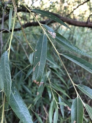 Stigmella salicis