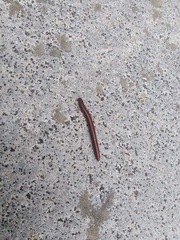 Pachyiulus hungaricus