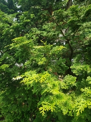 Chamaecyparis obtusa