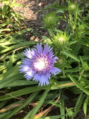 Stokesia