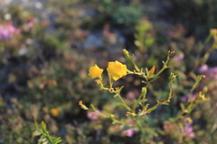 Linum ucranicum