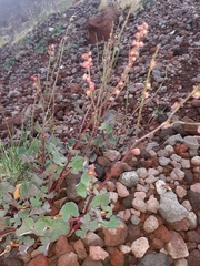 Rumex aetnensis