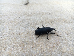 Cactophagus crenatus