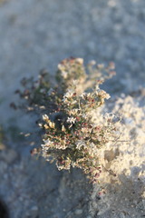 Asperula tephrocarpa