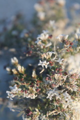 Asperula tephrocarpa