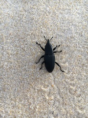 Cactophagus crenatus