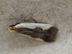 Dichomeris inserrata