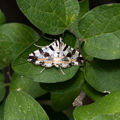 Conchylodes salamisalis