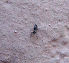 Trypanaeus