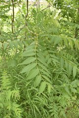 Ailanthus altissima