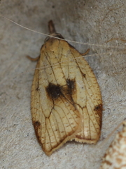 Sparganothis xanthoides