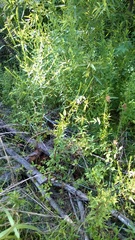 Lythrum alatum lanceolatum