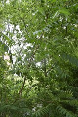 Ailanthus altissima