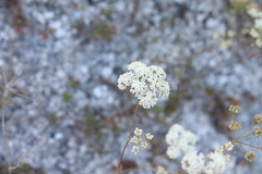 Pimpinella titanophila