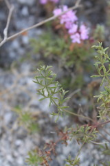 Pimpinella titanophila