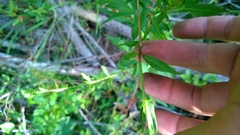 Lythrum alatum lanceolatum