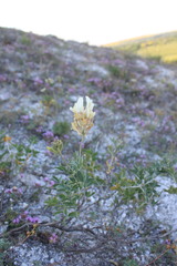 Astragalus albicaulis