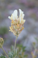 Astragalus albicaulis