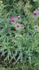 Ptilostemon strictus