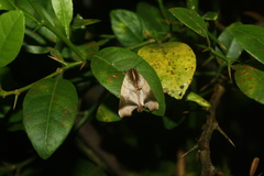 Carea parangulata