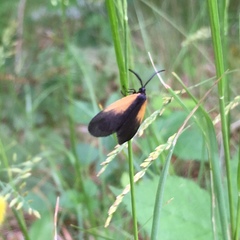 Pyromorpha dimidiata