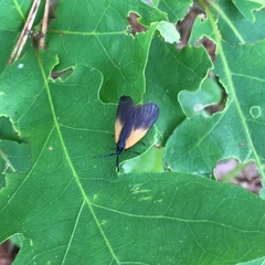 Pyromorpha dimidiata