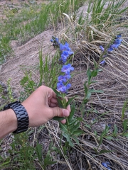 Penstemon glaber alpinus
