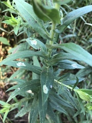 Calycomyza promissa