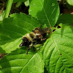 Laphria sacrator