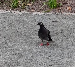 Columba livia domestica