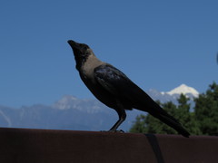 Corvus splendens