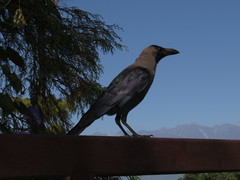 Corvus splendens