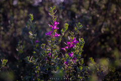 Leucophyllum frutescens