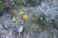 Linum ucranicum