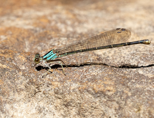 Powdered Dancer, Jasper County, TX, USA, photo 8 of 10