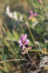 Polygala cretacea