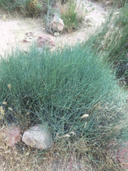 Ephedra torreyana