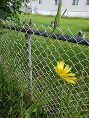 Tragopogon pratensis