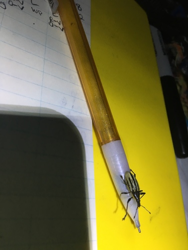 Diaprepes abbreviatus